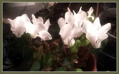 Щемящая немота