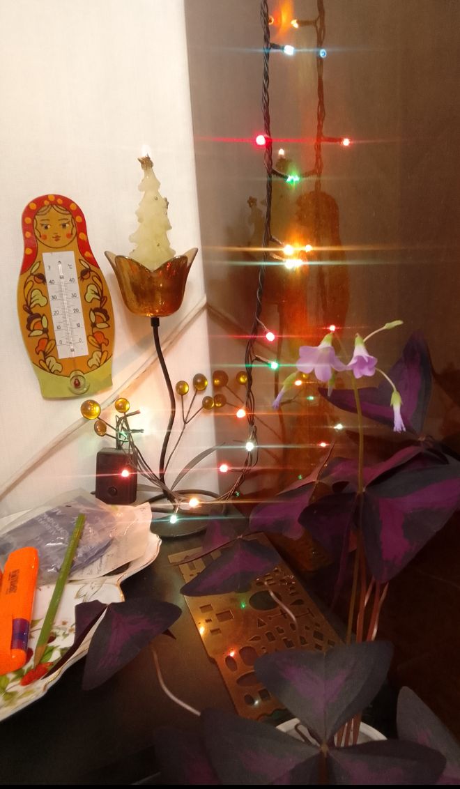 медвежуть промежуточная