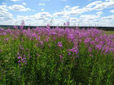 2023г. Любви хотелось очень сильно. 468и