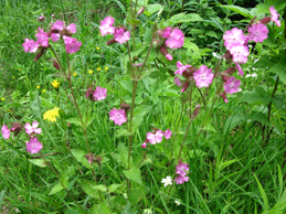 2023г. Он звал тебя с собой в Дубай. 507и