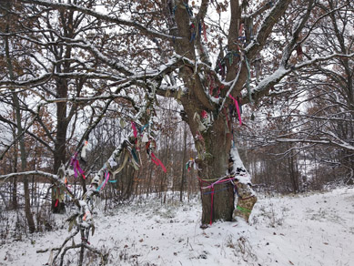 2023г. Любви деревья снегом белым. 533и