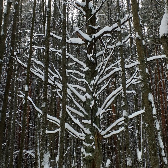 В сугробах