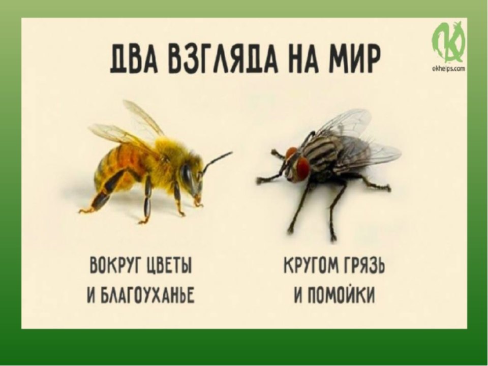 Притча о пчелах. Муха и пчела. Два взгляда на мир Муха и пчела. Взгляд мухи и пчелы. Цветочная Муха и пчела.