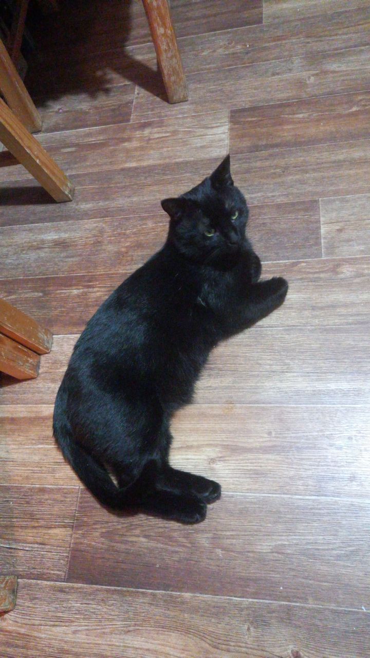 Мой кот осваивает дом... 2023год