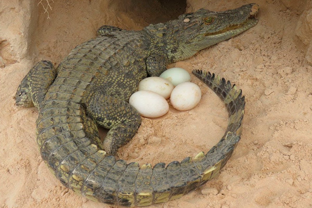Кожистая оболочка яиц пресмыкающихся. Нильский крокодил яйца. Гребнистый крокодил размножение. Нильский крокодил с потомством. Нильский крокодил маленький.