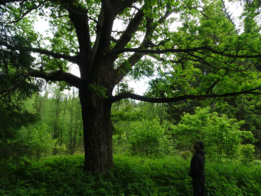 2022г. Всё также лес стоял стеной. 131и