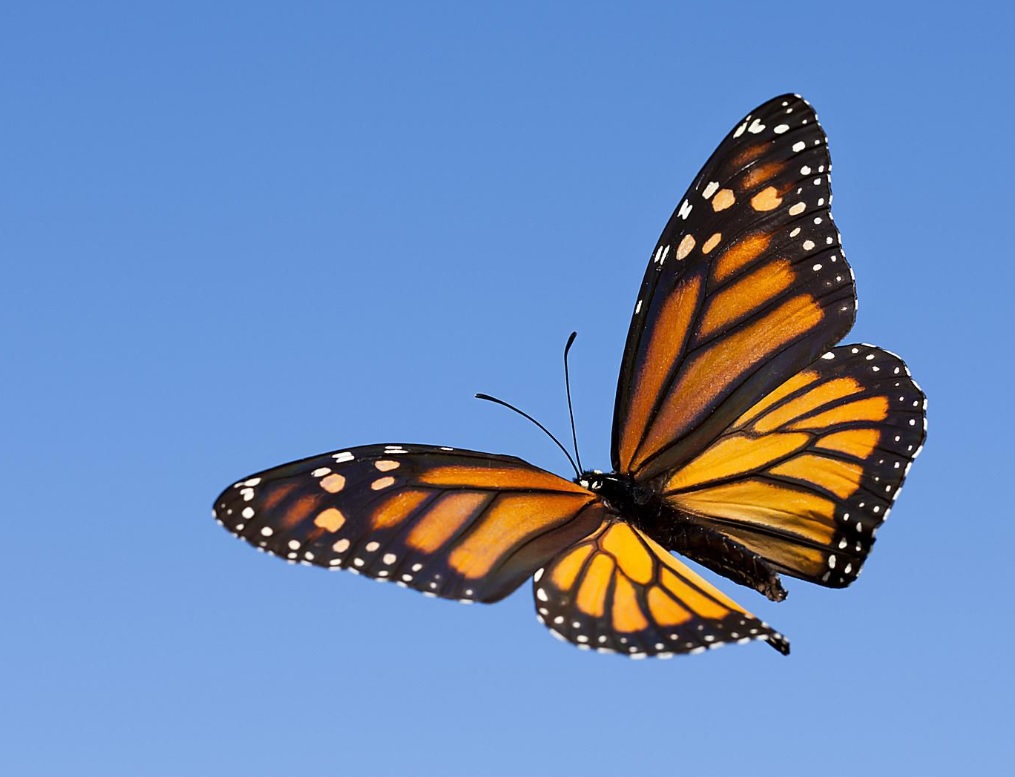 Бабочка всегда летит на свет...