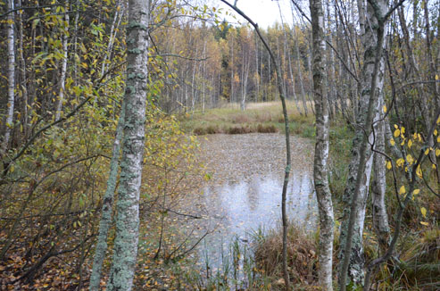 2022г. Вновь окунусь в мир сновидений. 139и