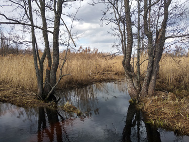 2022г. Опять мне Бог рога послал. 212и