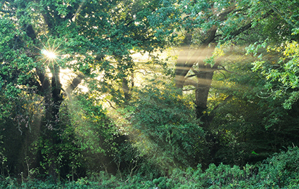 Майские зори