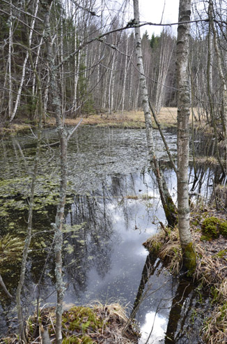 2022г. В болото снова жизнь пришла. 232и