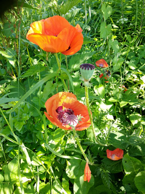 2022г. Та позвала его в деревню. 233и