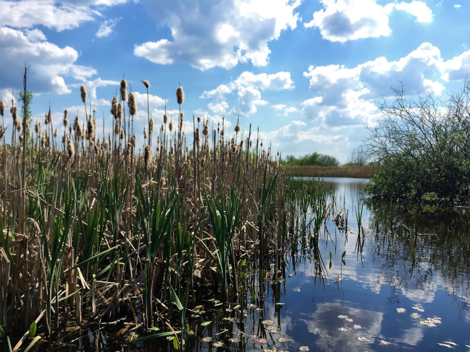 Камышлы куль