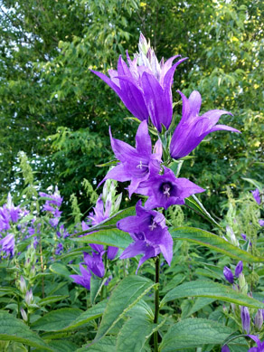 2022г. Как только Вы ко мне войдёте. 256и