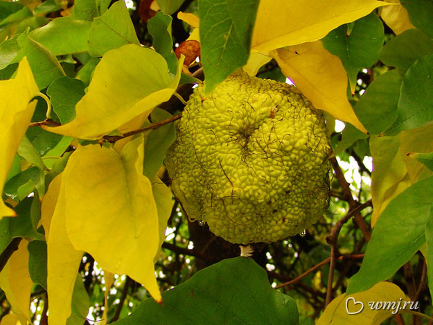 Маклюра -адамово яблоко народная медицина