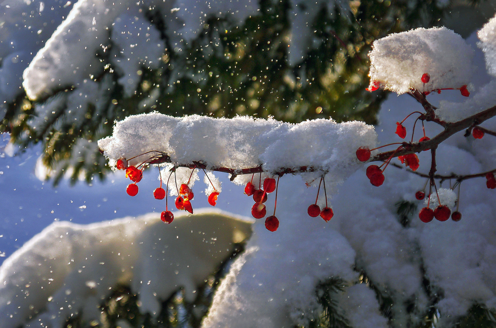 Январский утренний порой по снегу скрип веселый. Снег идет. Красивый снегопад. Снежная зима. Падающий снег.