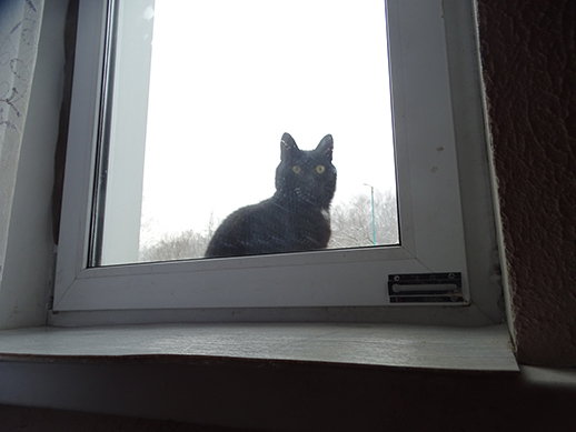 2022г. Ушёл кот ночью погулять. 374и