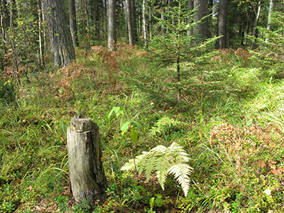 2022г. Она всё стала забывать. 377и