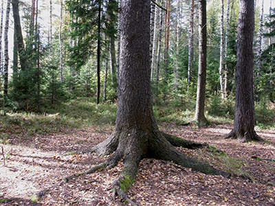 2022г. Я стал болеть душой и телом. 378и