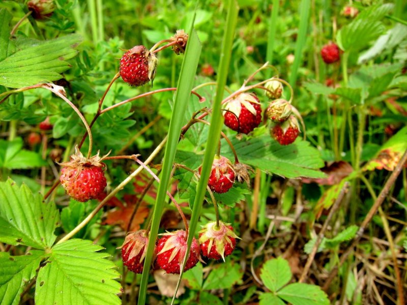 Авылыма кайтам сагынып