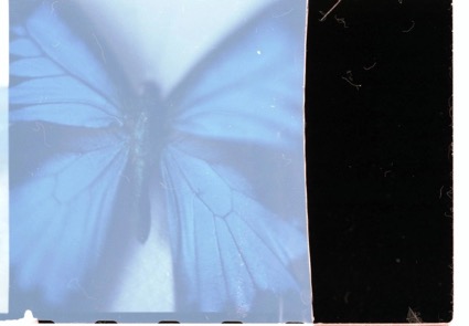 Сон бабочки