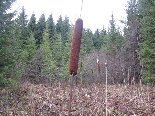 2021г. Она опять сказала - нет. 025к