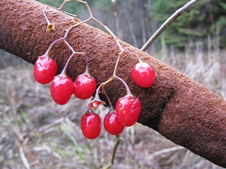 2021г. Опять тебя я разбудил. 026к