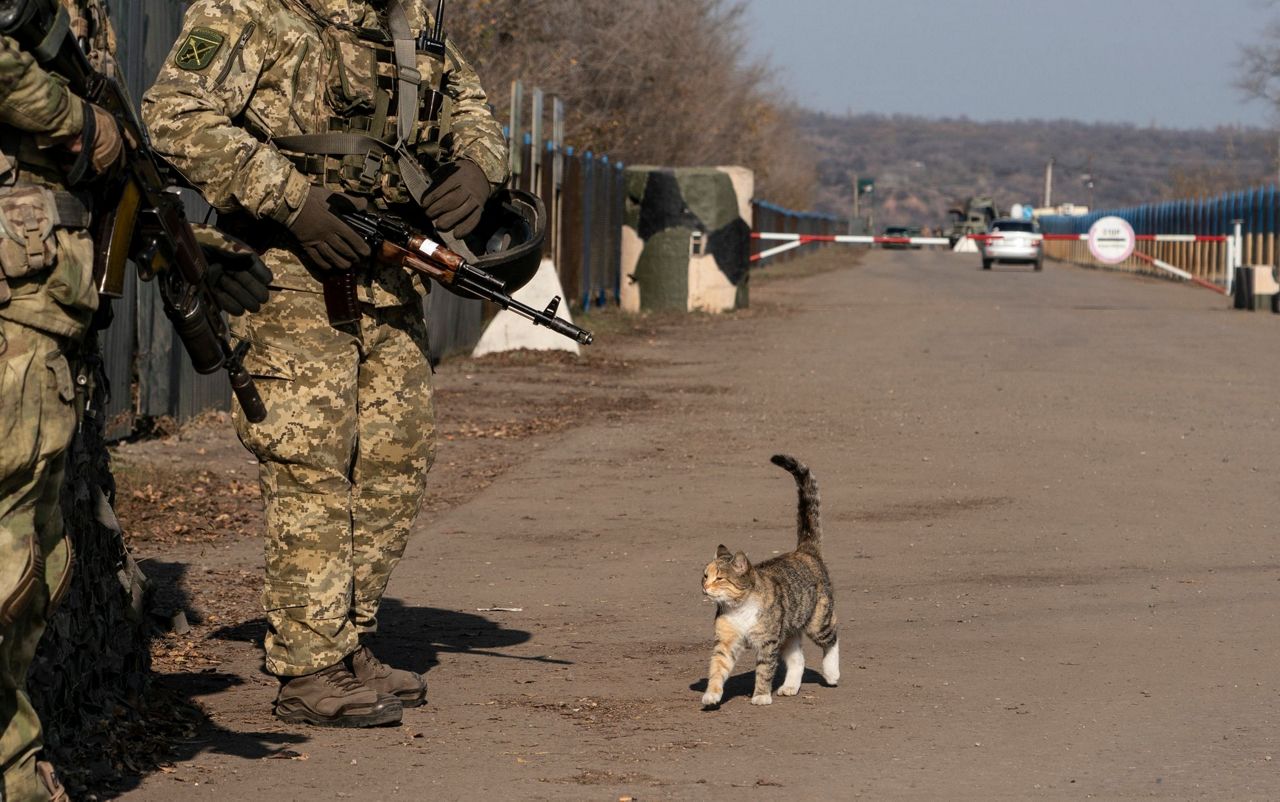 Такая вот кошачьим вышла месса