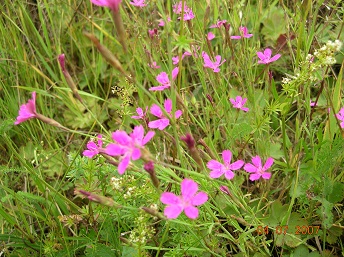 2021г. К Восьмому марта ты опять. 058к