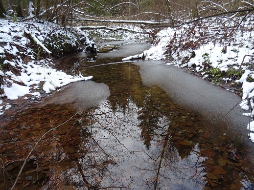 2021г. Не вся замёрзла ты в лесу. 061к