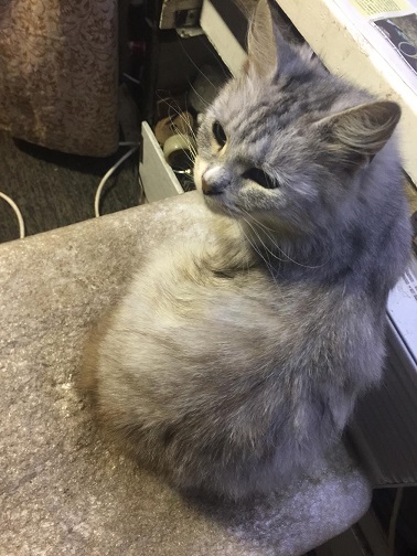 2021г. Опять средь ночи ты кричишь. 077к