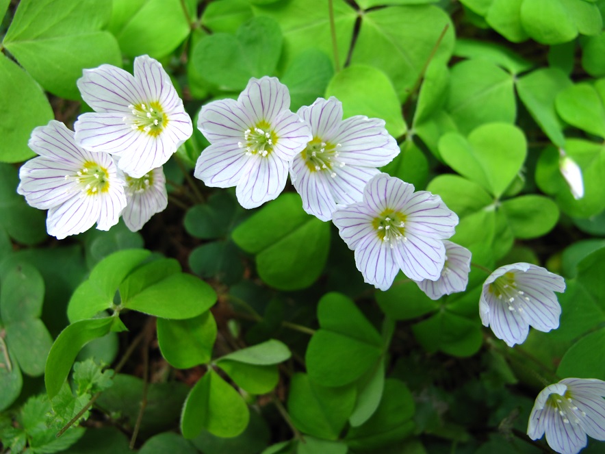 2021г. Тебя я вижу иногда. 087к