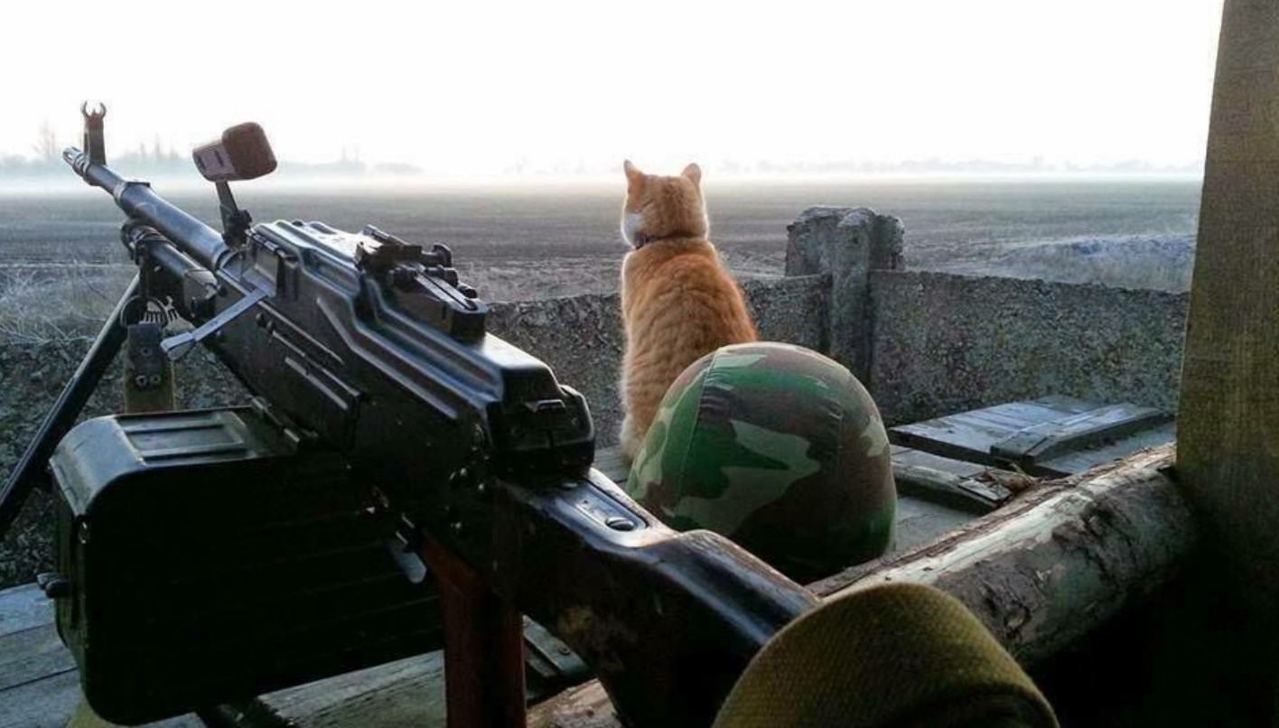 Котик военный