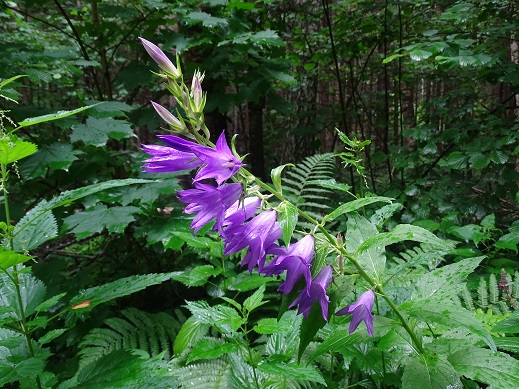 2021г. Наверно ты меня любила. 096к