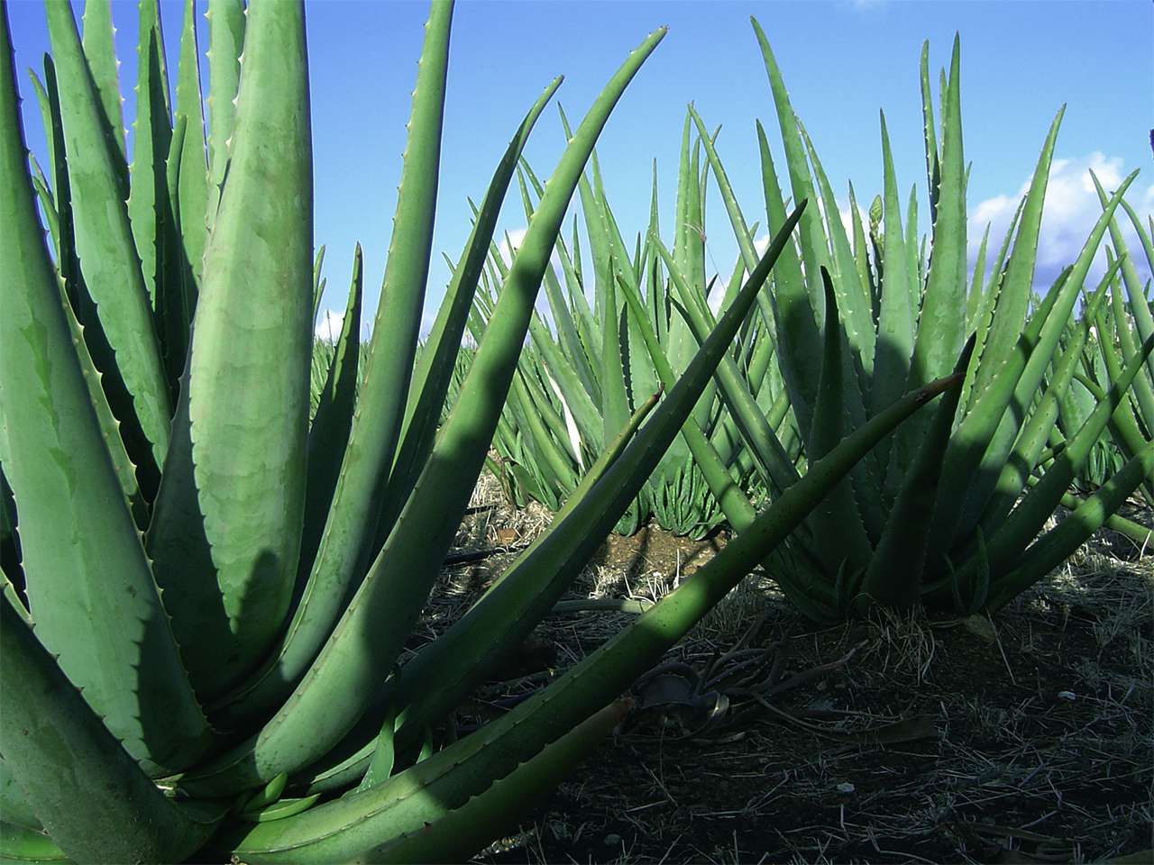 Love this aloe 'tree' Plants, Garden grove, Outdoor design