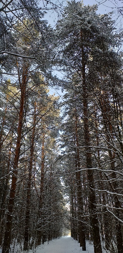 По лесной дорожке