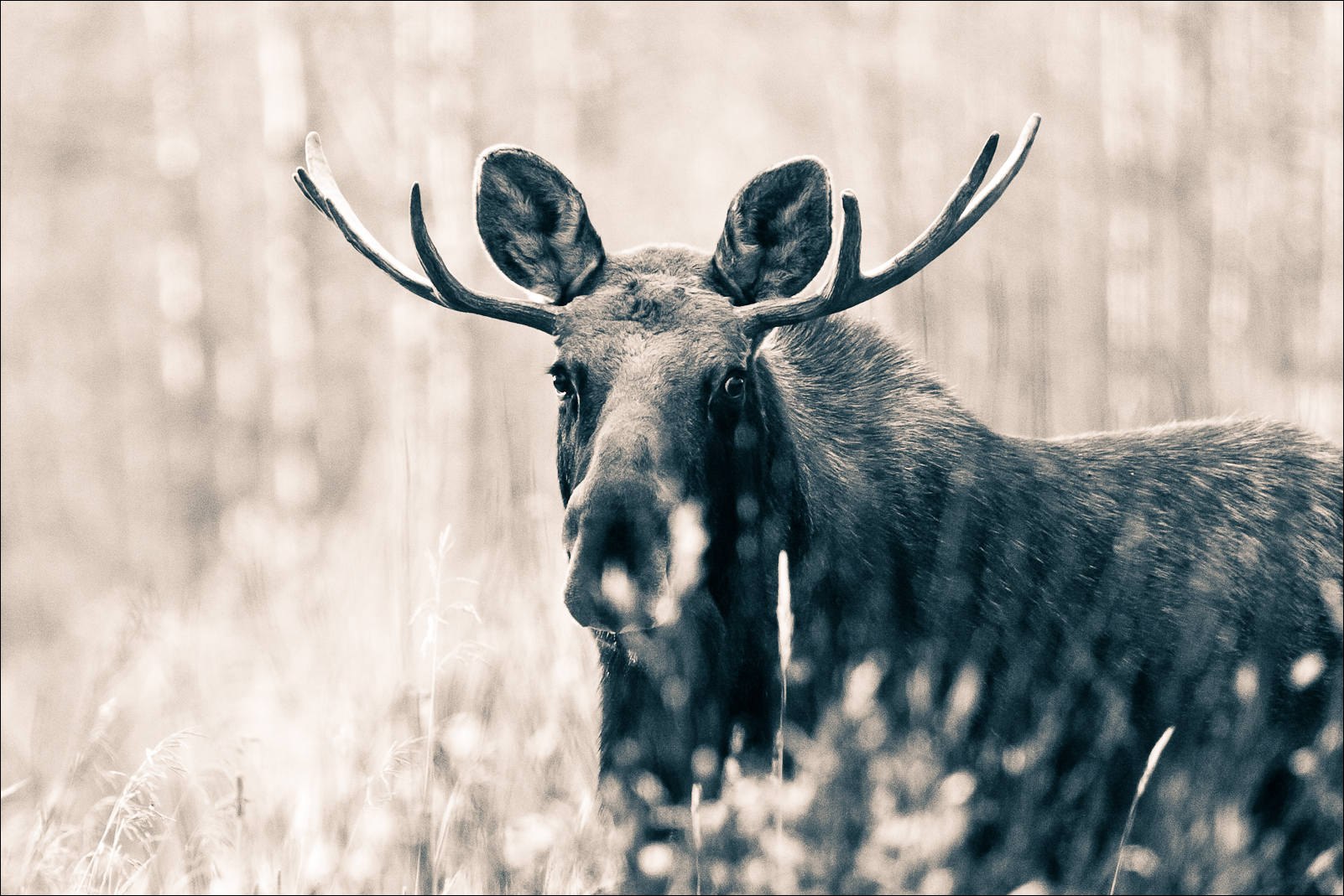 Приверженцам китайских гороскопов