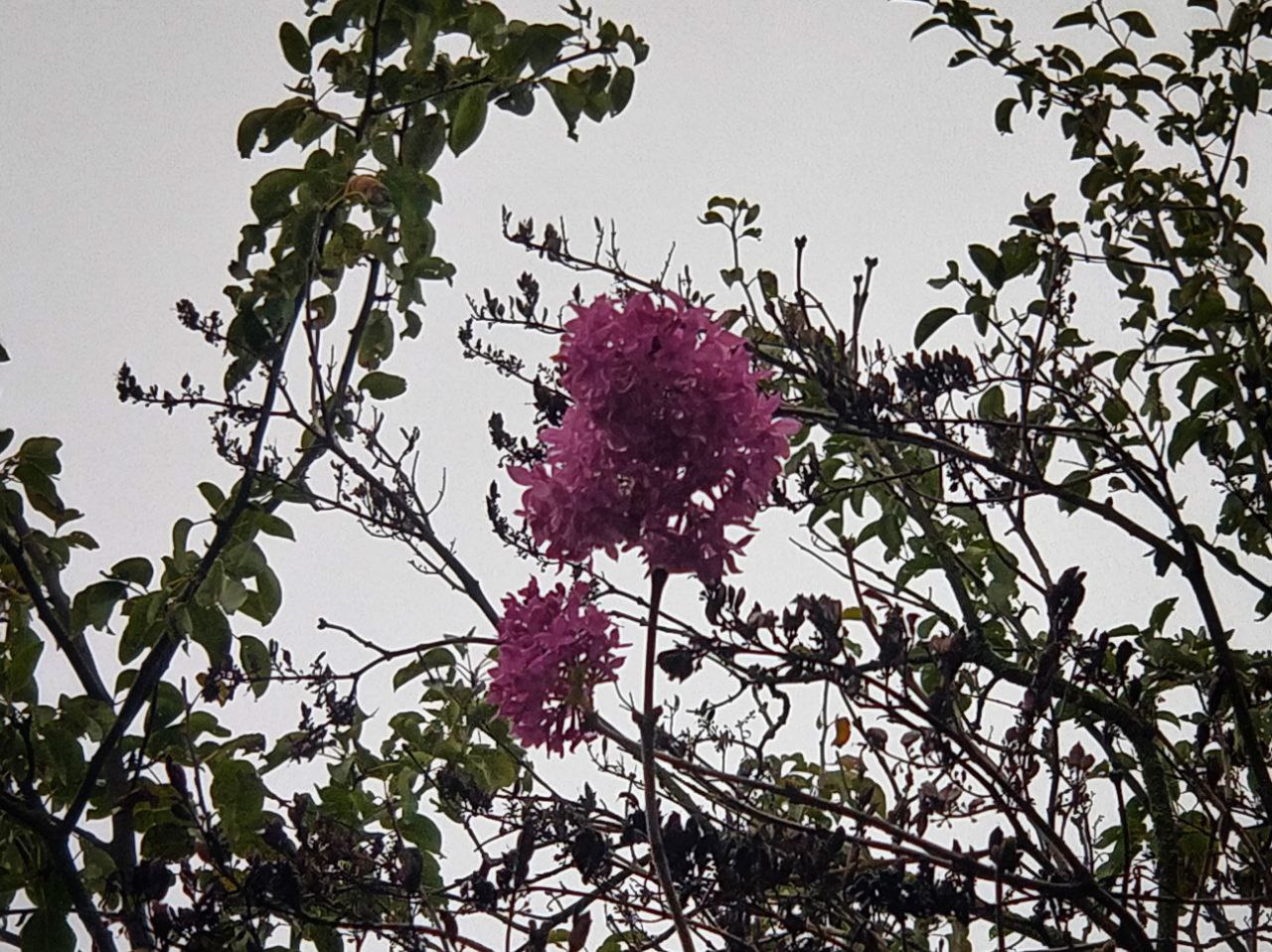 2020г. Сирень под осень расцвела. 002в