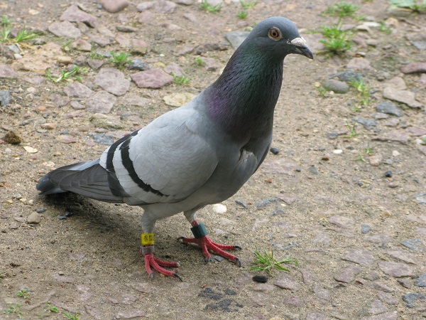 2020г. Ко мне голубка прилетает. 013в