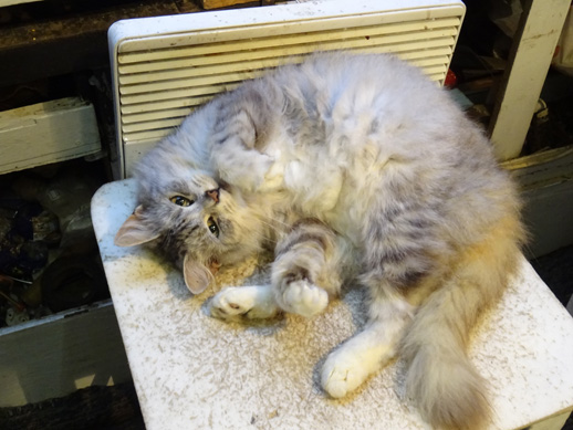 2020г. Катюшка, кошечка моя. 015в