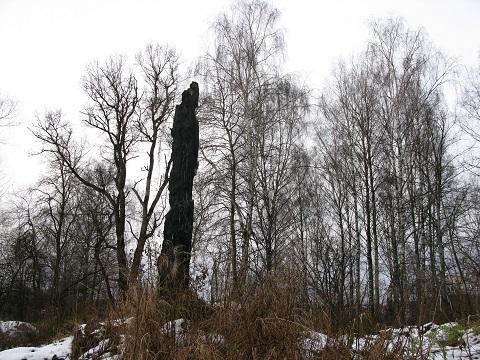 2020г. Среди здоровых крепких судеб. 017в