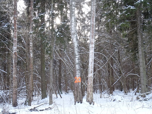 2020г. У той берёзы, у двадцатой. 028в