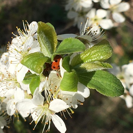 Простой сонет