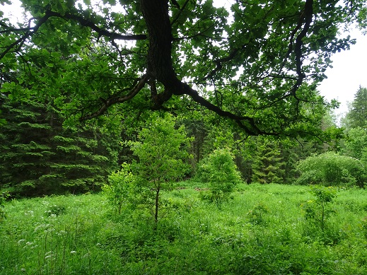 2020г. Хочу я в лес уйти с тобой. 089в