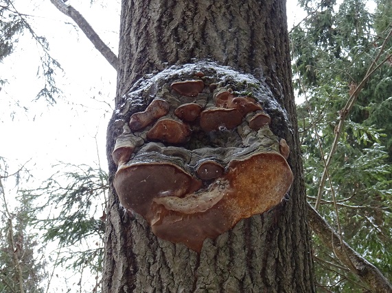 2020г. Ты снизошла вдруг до меня. 095в