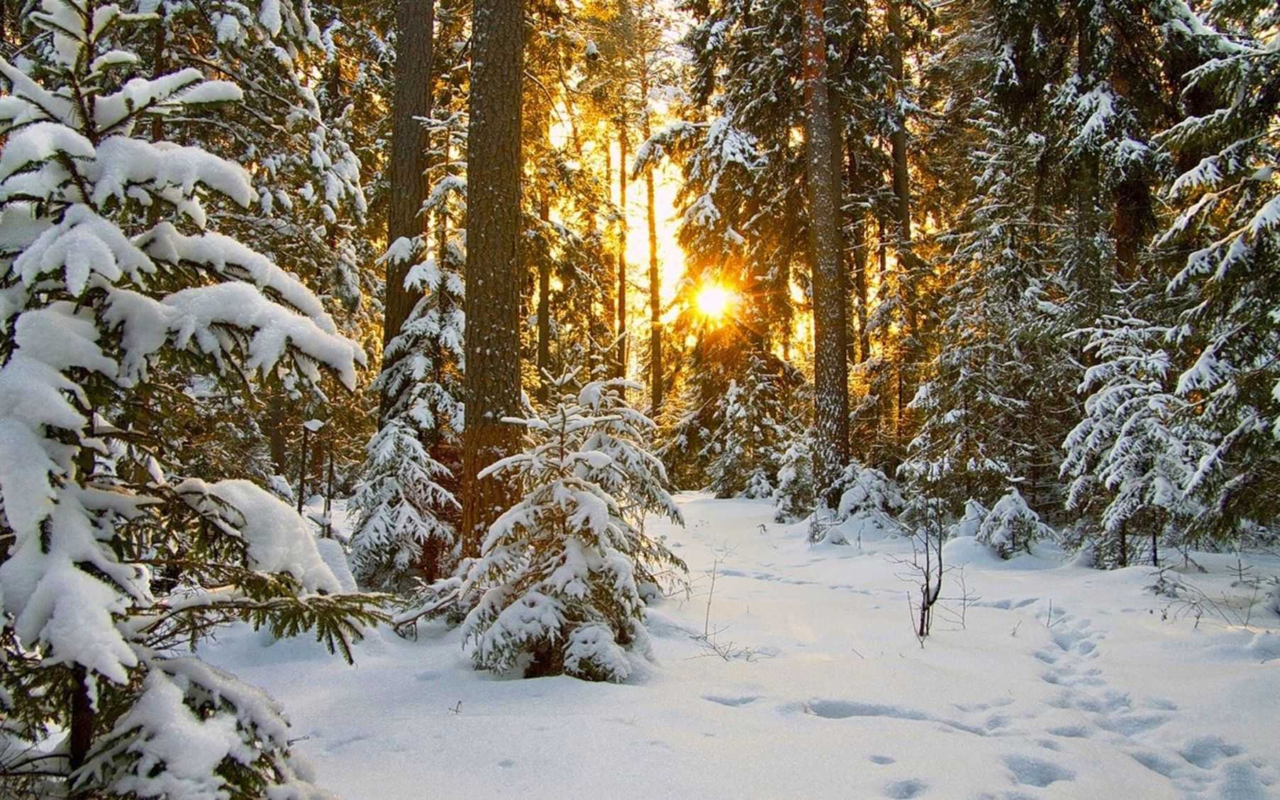 Природа оживает после зимнего сна найди. Зимний лес. Зимой в лесу. Зимние леса. Заснеженный лес.