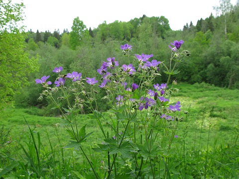 2020г. Ты в моём сердце лучик света. 109в