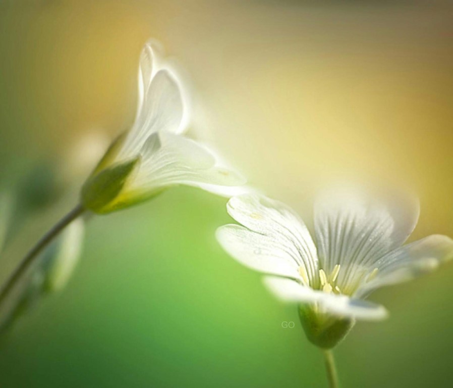 Два цветка склонились друг к другу. Два цветка нежность. Цветок. Нежность. Нежность души.