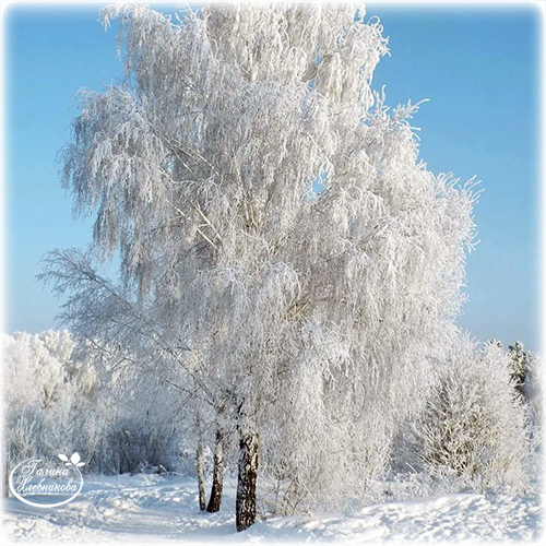 Зимняя зарисовка