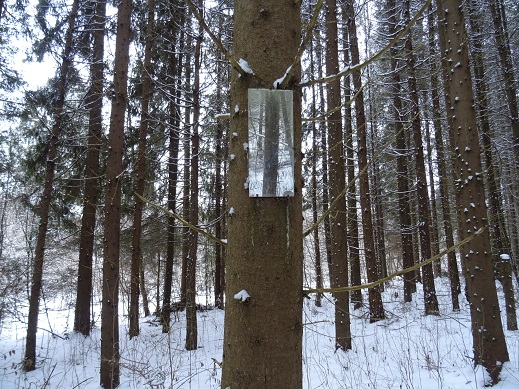 2020г. В лесу еловом на стволе. 120в